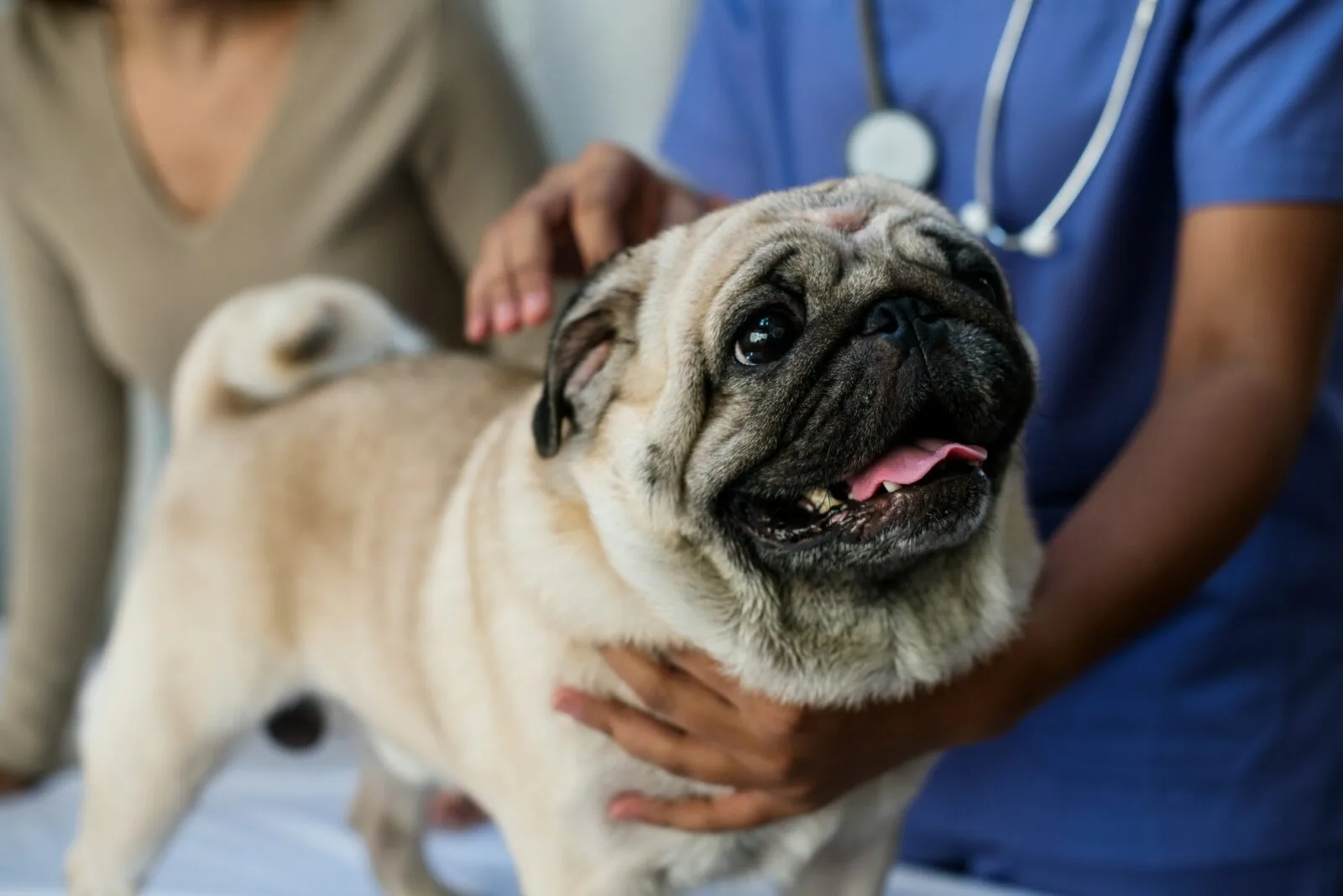 Flexible Work Arrangements for Vets, Veterinary Nurses and Veterinary Support Staff: What Are You Entitled To?