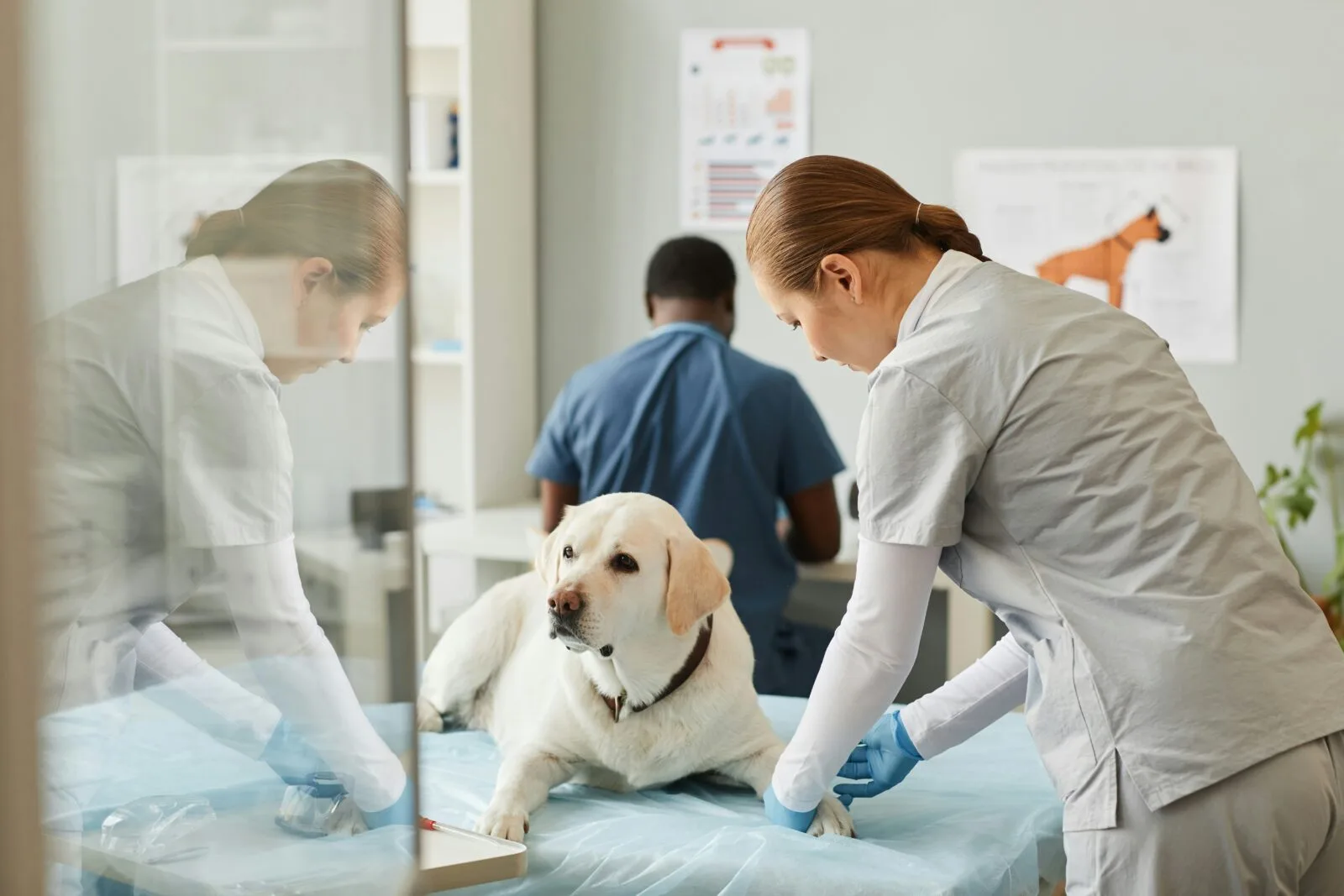 10 things you may not know about the Animal Care and Veterinary Services Award — Vets