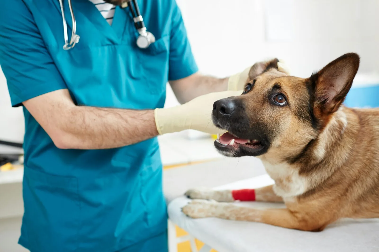 Working as a Veterinarian or Veterinary Nurse in Australia: A Guide for Overseas Applicants